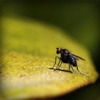 /album/yeast-infection/photolia-a07-jpg/