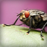 /album/yeast-infection/photolia-a08-jpg/